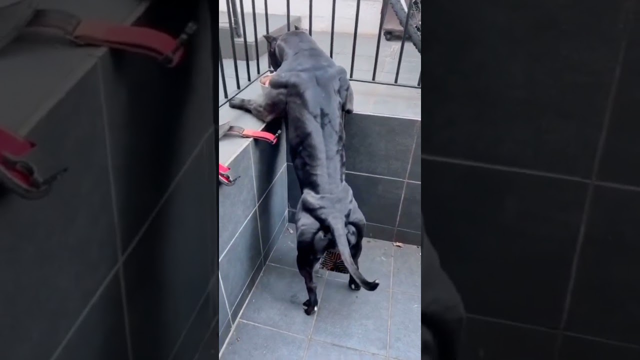 Cane Corso