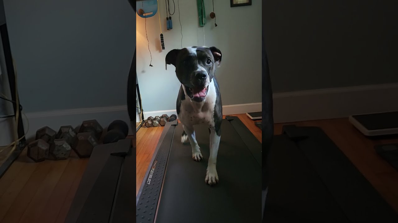 Canine Cardio with Kara