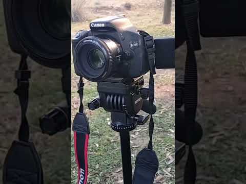 Canon 600D DSLR Camera Review #shorts  Video Used Like New Camera Youngnuo lens #bangladesh
