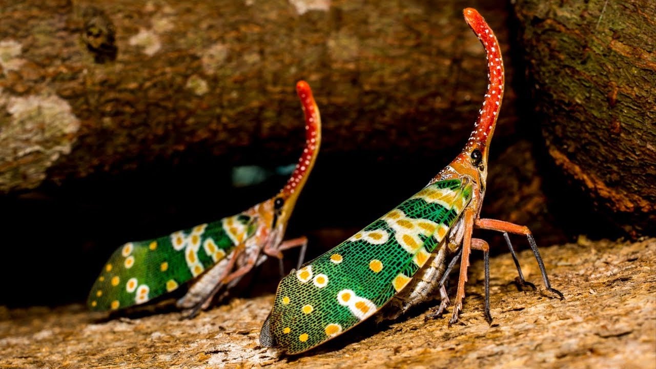 Canthigaster cicada 🐞