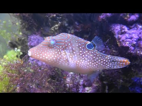 Canthigaster margaritatus