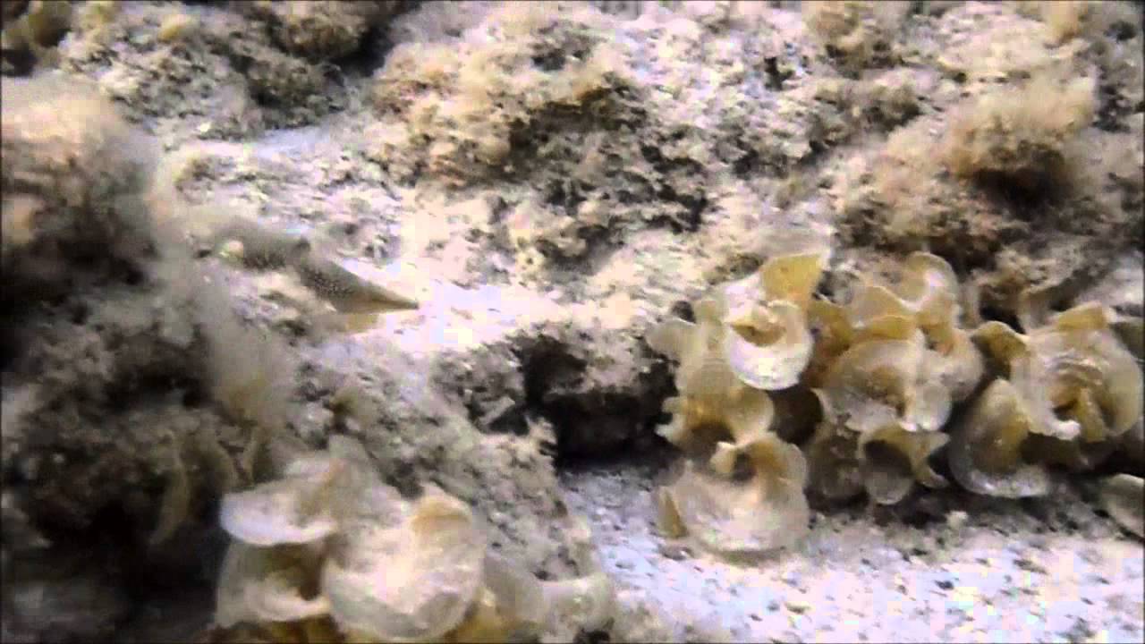 Canthigaster marginata