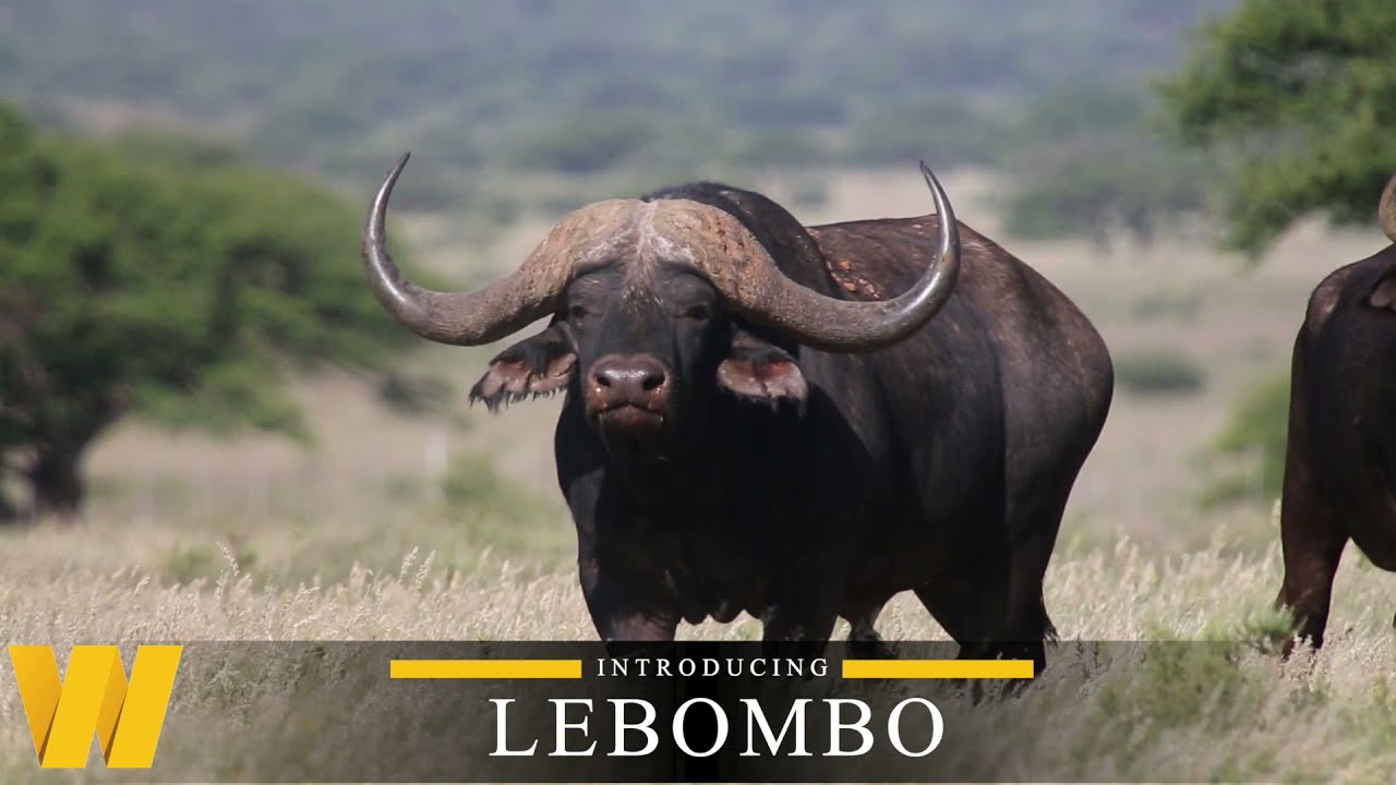 Cape buffalo breeding bull Lebombo