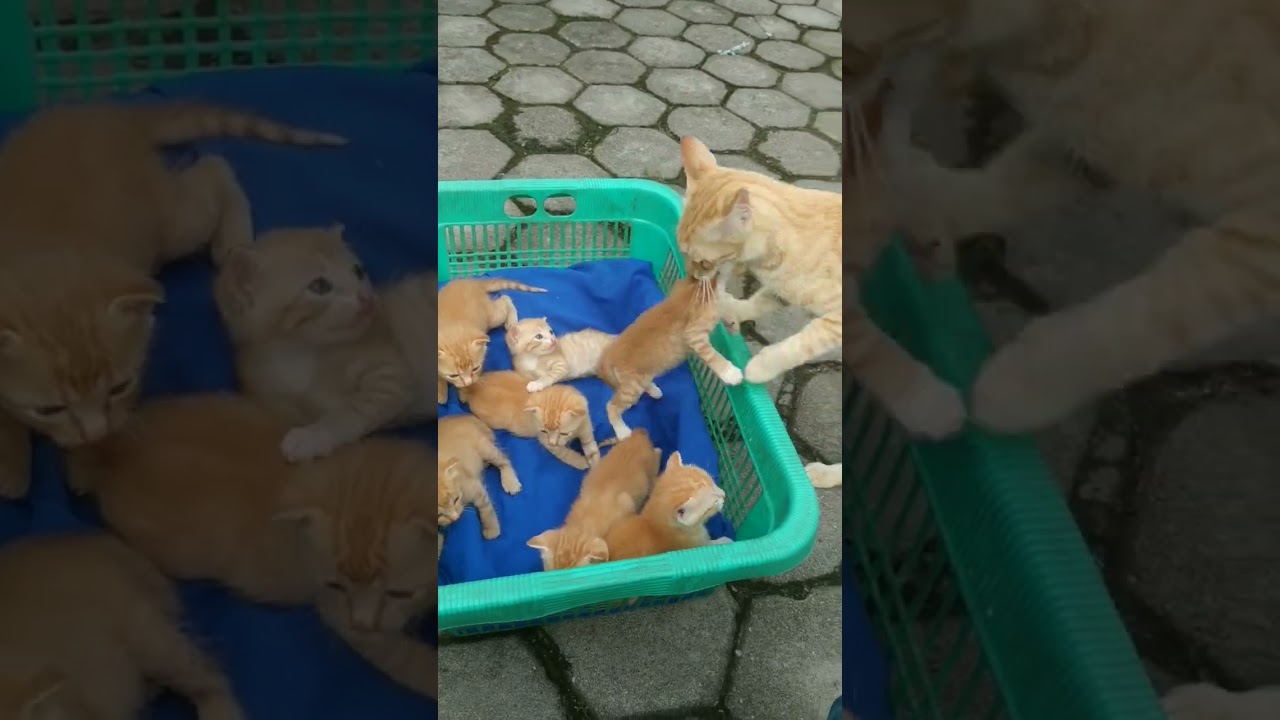 Cara ibunya menggendong si gendut - bayi kucing baru buka mata