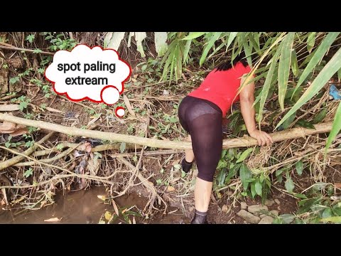 Cari ikan di sungai pedalaman  pakai cara tradisional , langsung di masak di alam