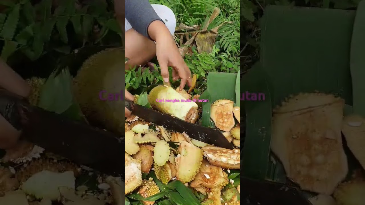 Cari ngangka muda 🌳 #outdoors #fishing #survival #hunting #jiaamalia20 #jiasurvivalskills #cooking
