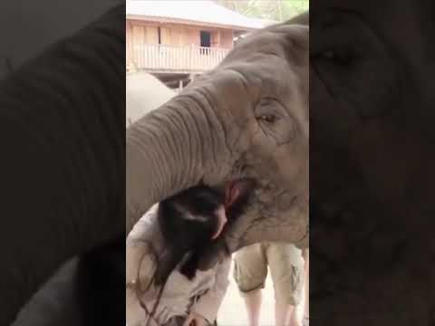 Carnivorous elephant eats a human head. #shorts #AnimalFunnyMoments