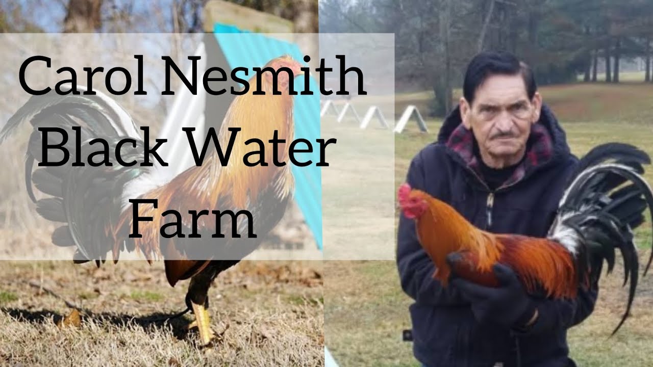 Carol Nesmith Black Water Farm
