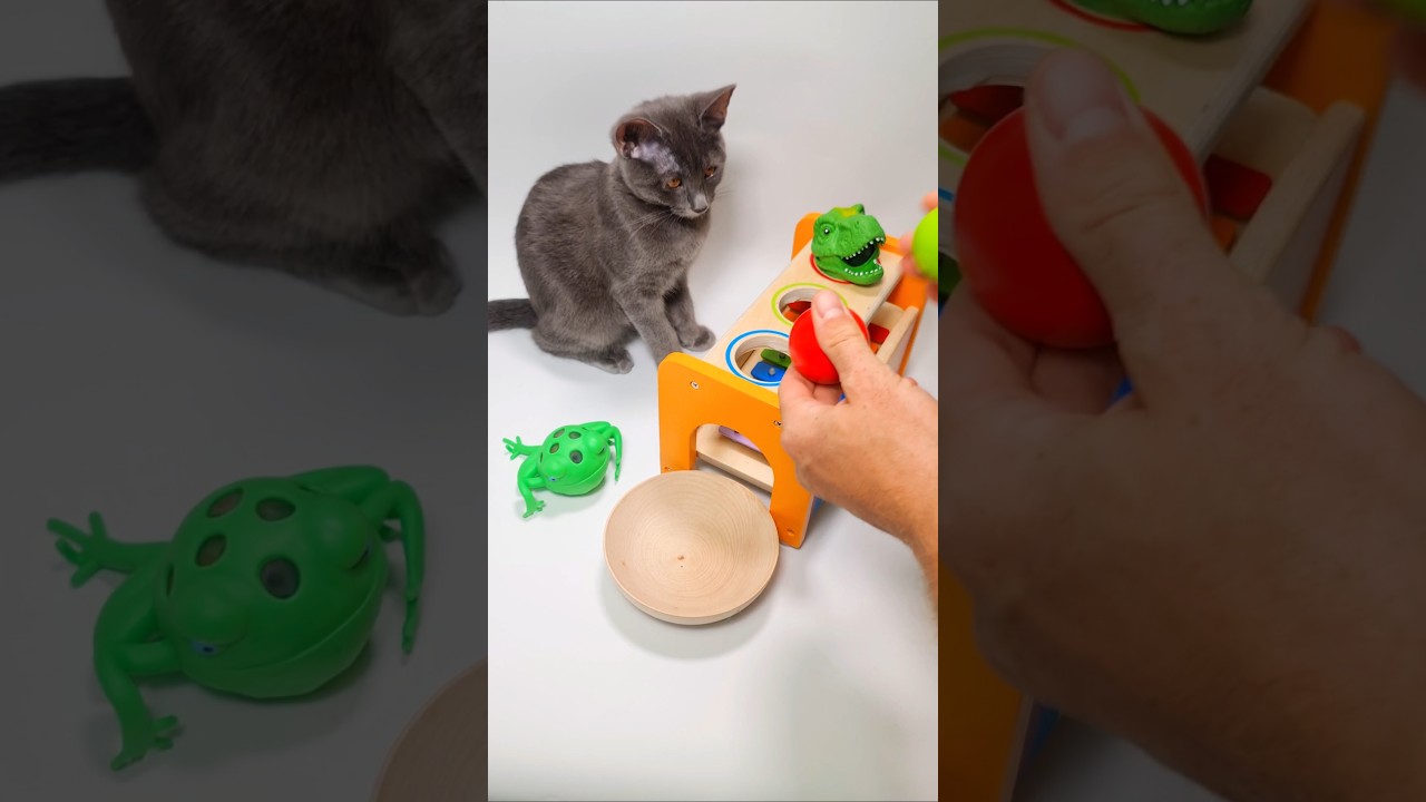 Cat Barsik 🦝 🐷 Xylophone ASMR Sound🌈 Ball Mallet ⭐️ Wooden Balls sound #xylophone #sweetmarblescandy