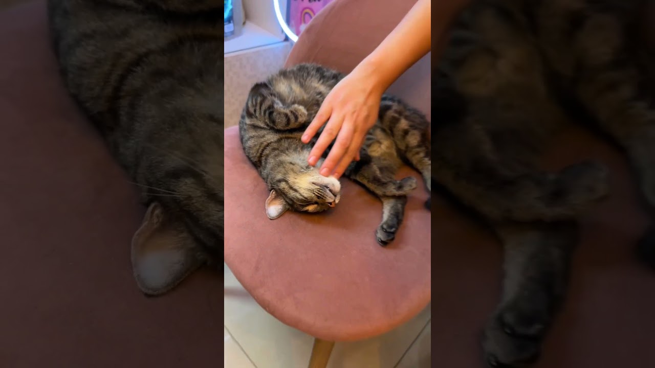 Cat cafe #catcafe #gatos #michis #cafeterias #cdmx #dondeir #kidsfriendly #mascotas #restaurantes