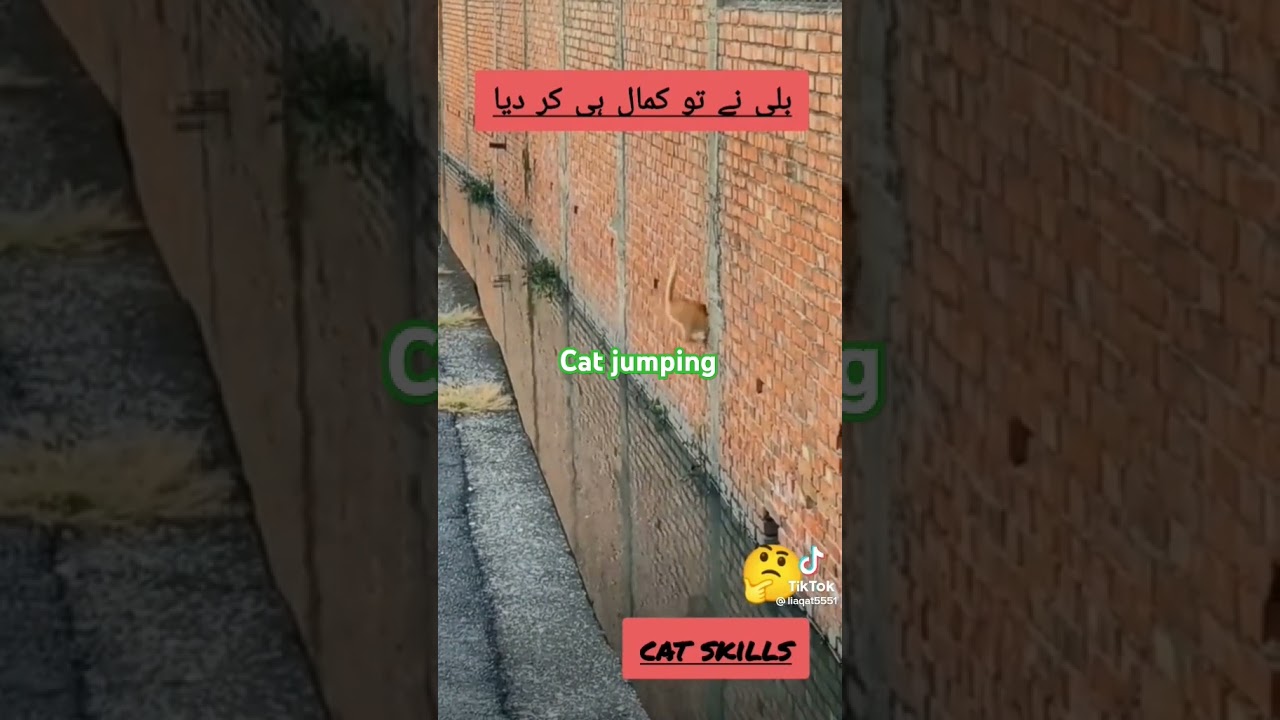 Cat jumping perfect
