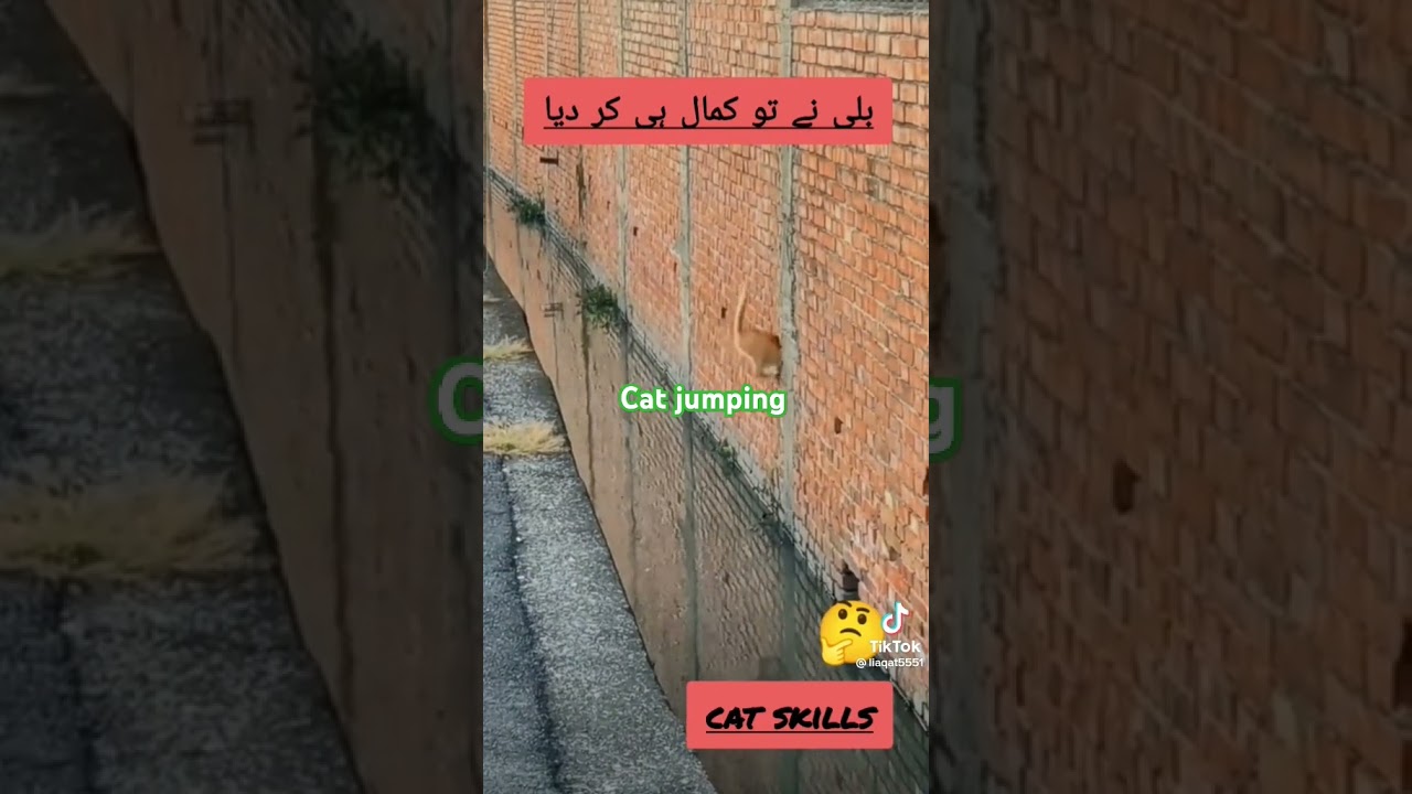 Cat jumping perfect