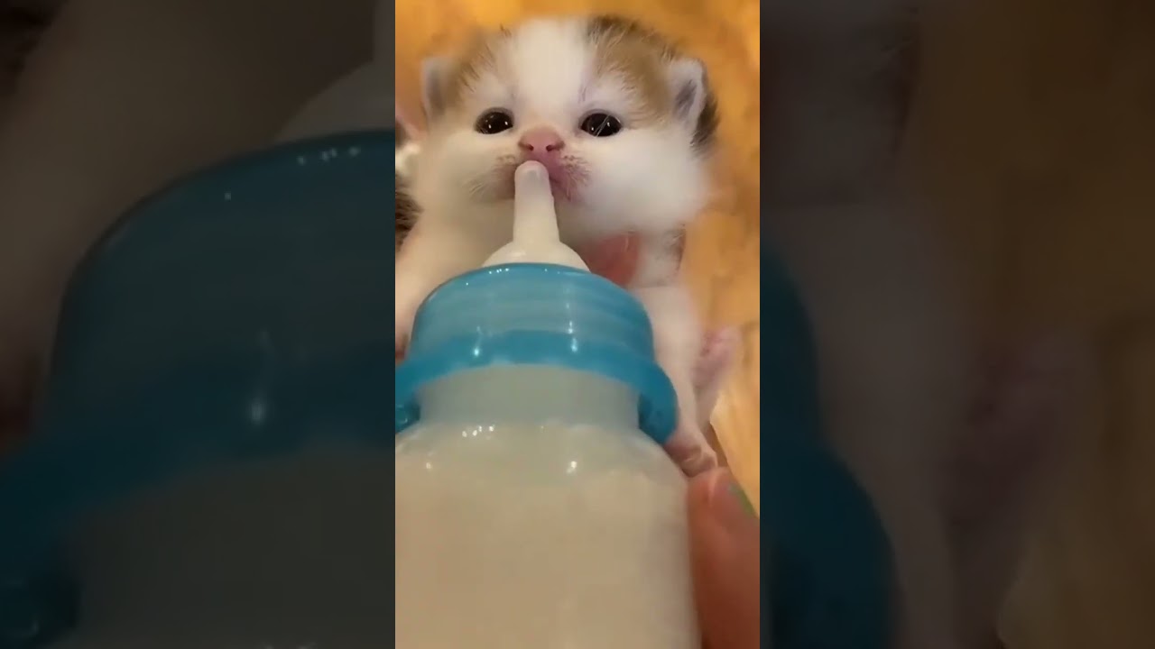 cat Meo meo #cats #catsvideo #funnycat #😀 #meow