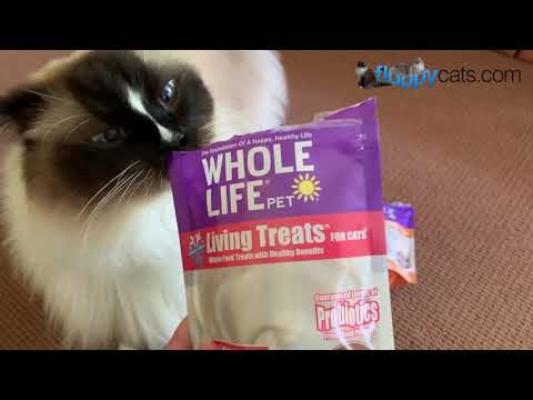 Cat Probiotic Treats: Ragdoll Cats Try Whole Life Pet's Living Treats