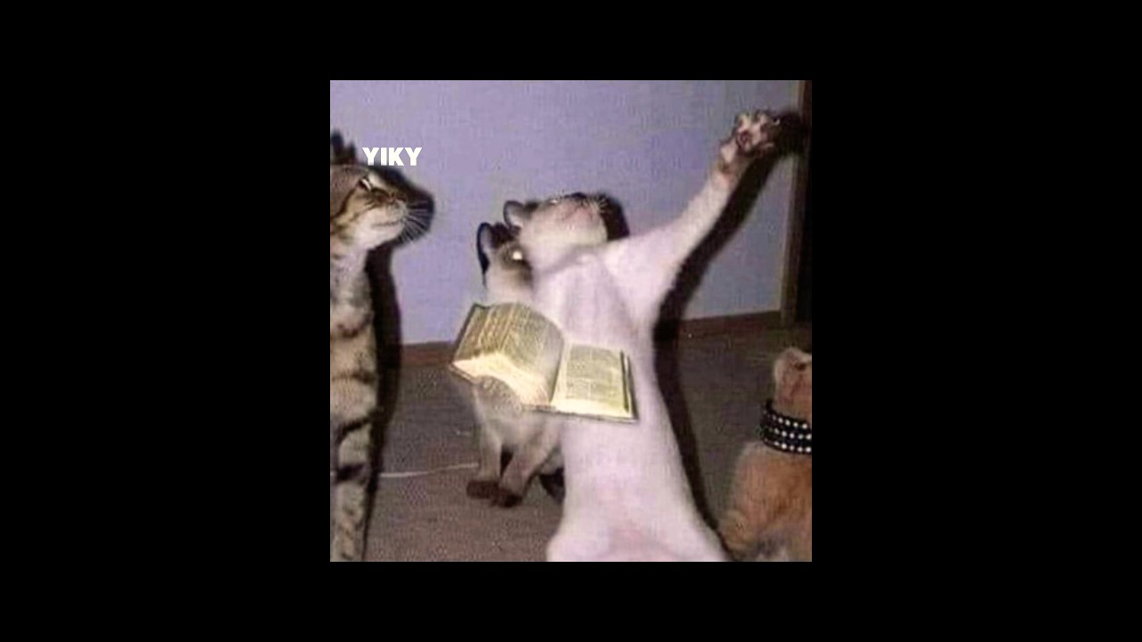 Cat Solos💀☦️☪️☸️🕉️ #viral #trending #funny
