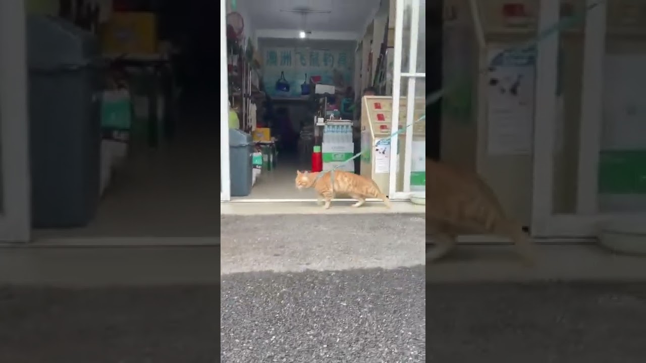 cat wall#short # new training# official videos# status