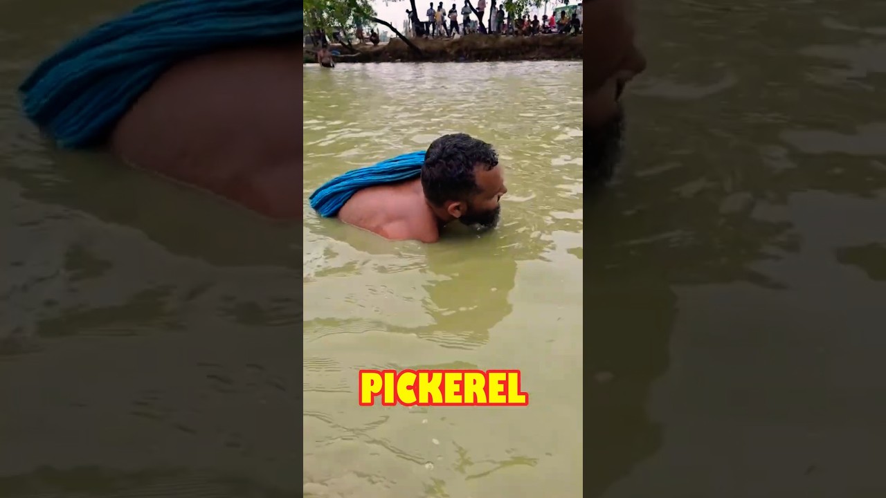 Catching Fish with Traditional Bamboo Trap in Village Pond #Shorts