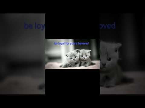 #Cat's #Motivational#