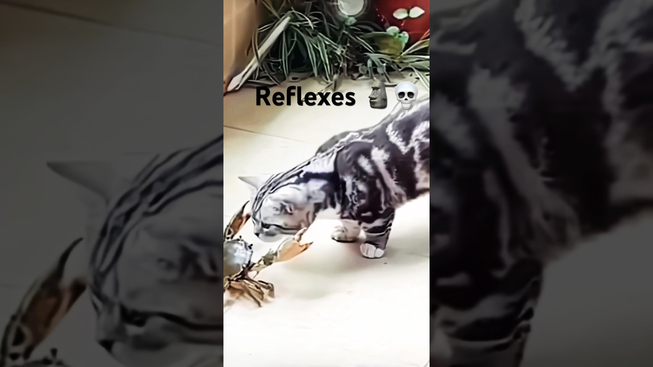 Cats Reflexes ☠️🗿/Funk Secreto (Mega slowed)