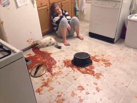 Cats Who DESTROY (A compilation)