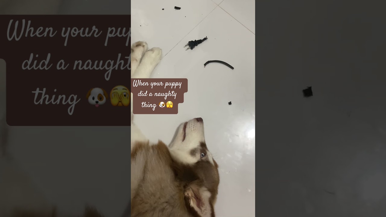 Caught naughty #happyhusky #dogbreed #husky #myhusky #dog #myfamily #pets