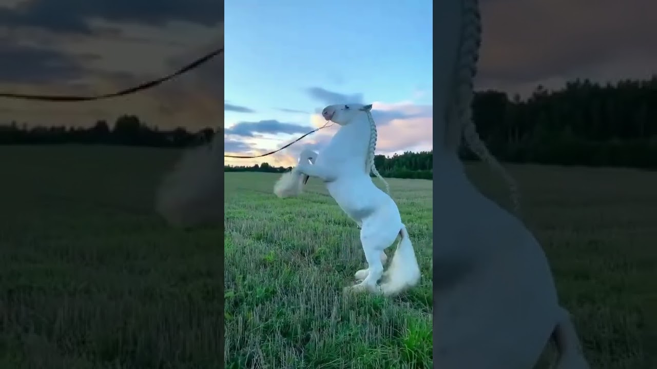 Cavalo branco… ❤️