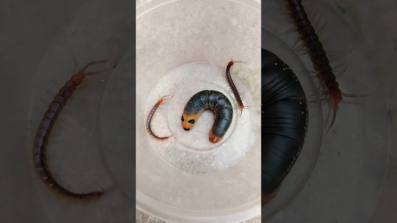 Centipedes and Caterpillar V312