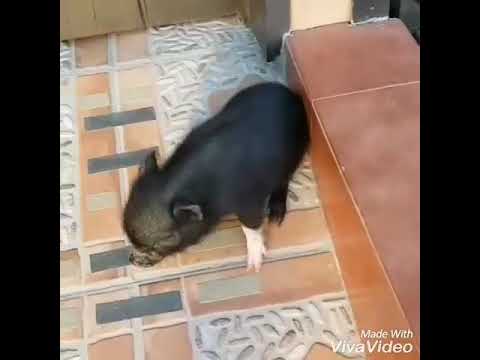 Cerda vietnamita bailando twerking