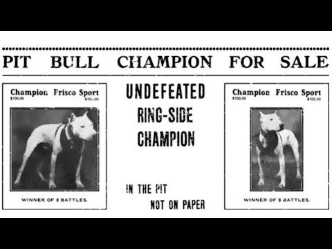 CHAMPION FRISCO SPORT BULL TERRIER OR PIT BULL TERRIER? #pitbulldog #apbt #pitbulls