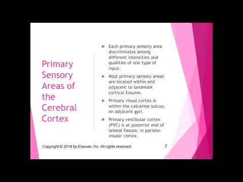 Chapter 26 Lecture Part 2 Cerebral Cortex and Sensory Cortex Lesions