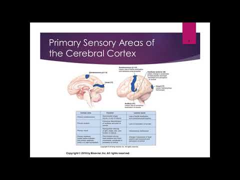 Chapter 26 Lecture Part 3 Cerebral Cortex Sensory Cortex Areas