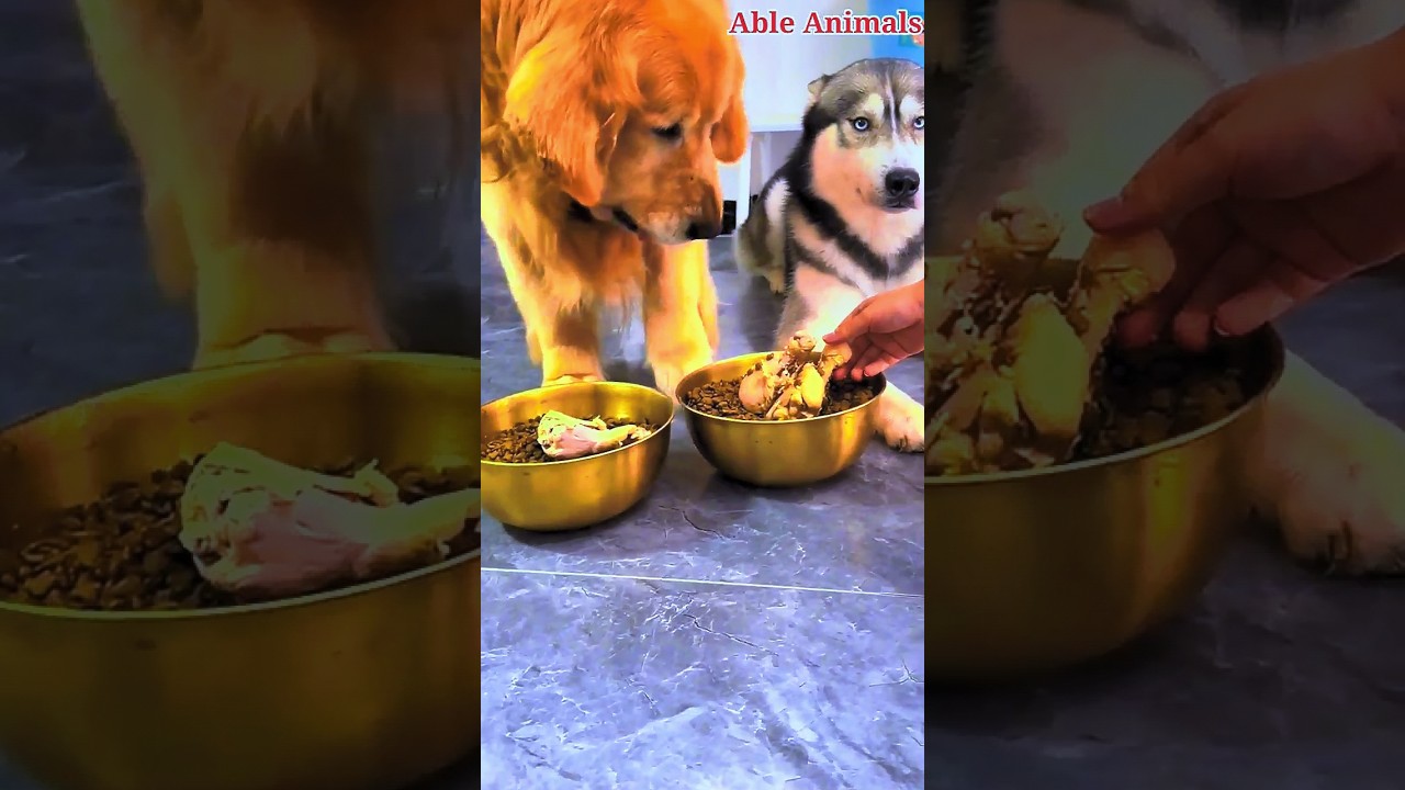 Cheating with the golden retriever funny 🤣 #pets #dogs #viral