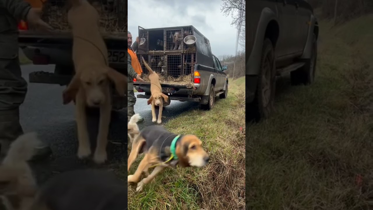 chiens de chasse