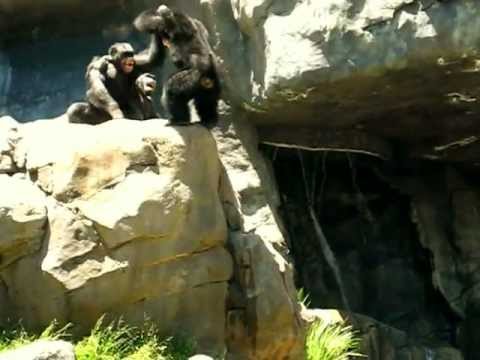 Chimp Domestic Violence - Chimp Beaten Up & Pushed Off Cliff