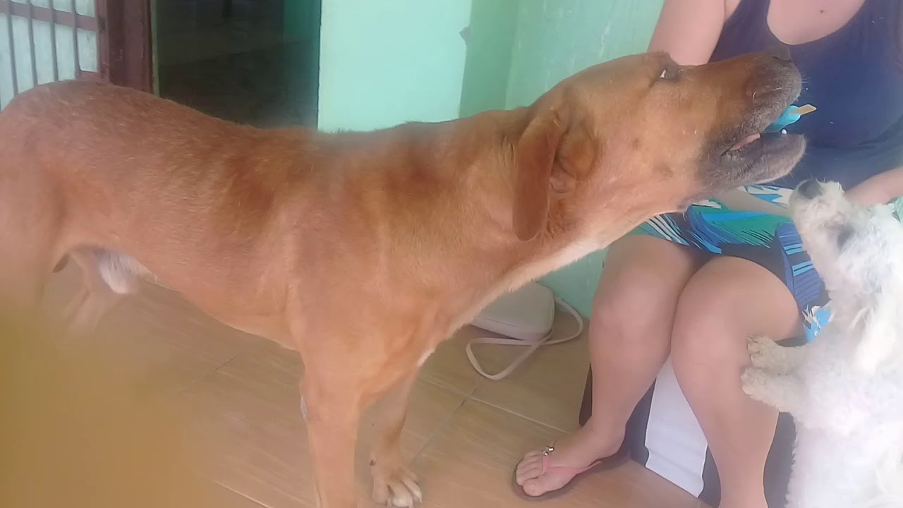 Chupando  picolé