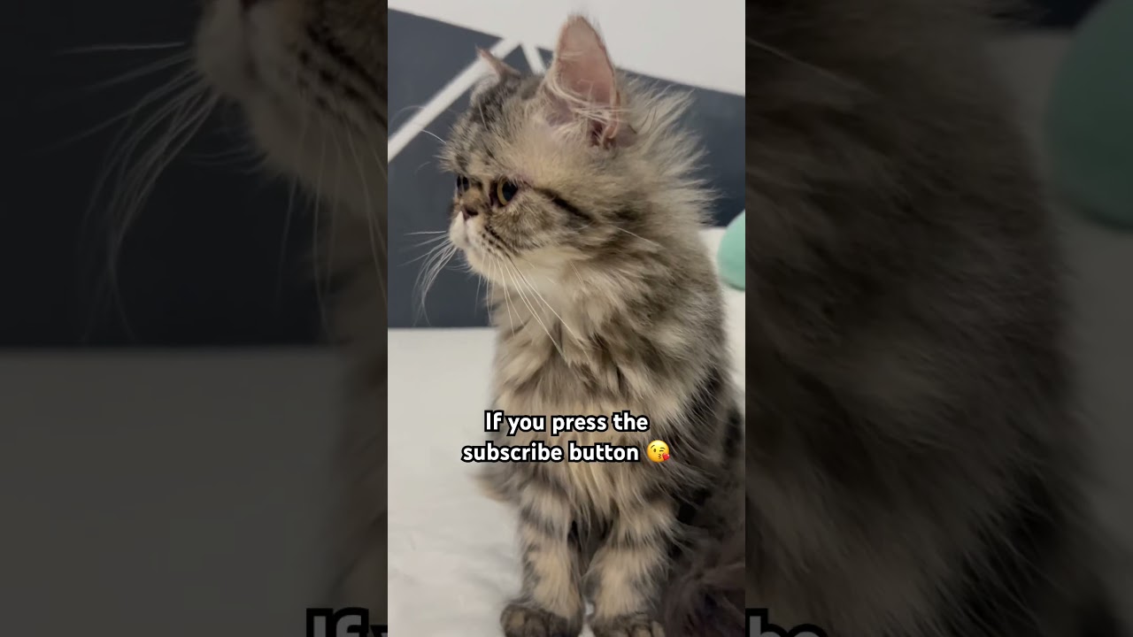 Close to 10,000 subscriber! Thank you guys🥰😘 #cat #cats #reels #trending #shorts #viralvideo