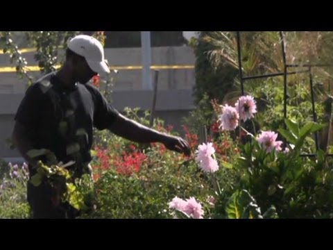 CNN Ideas: Making gardening gangsta in South Central