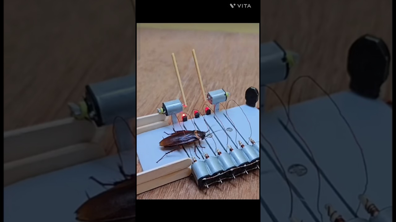 cockroach trap 😲🪤 #shortsfeed #viralvideo