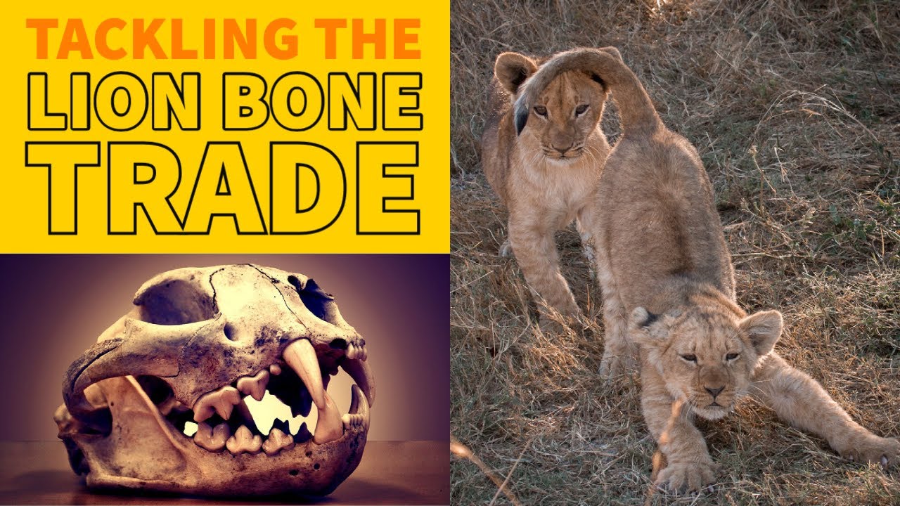 Combatting the illegal trade in African Lion body parts