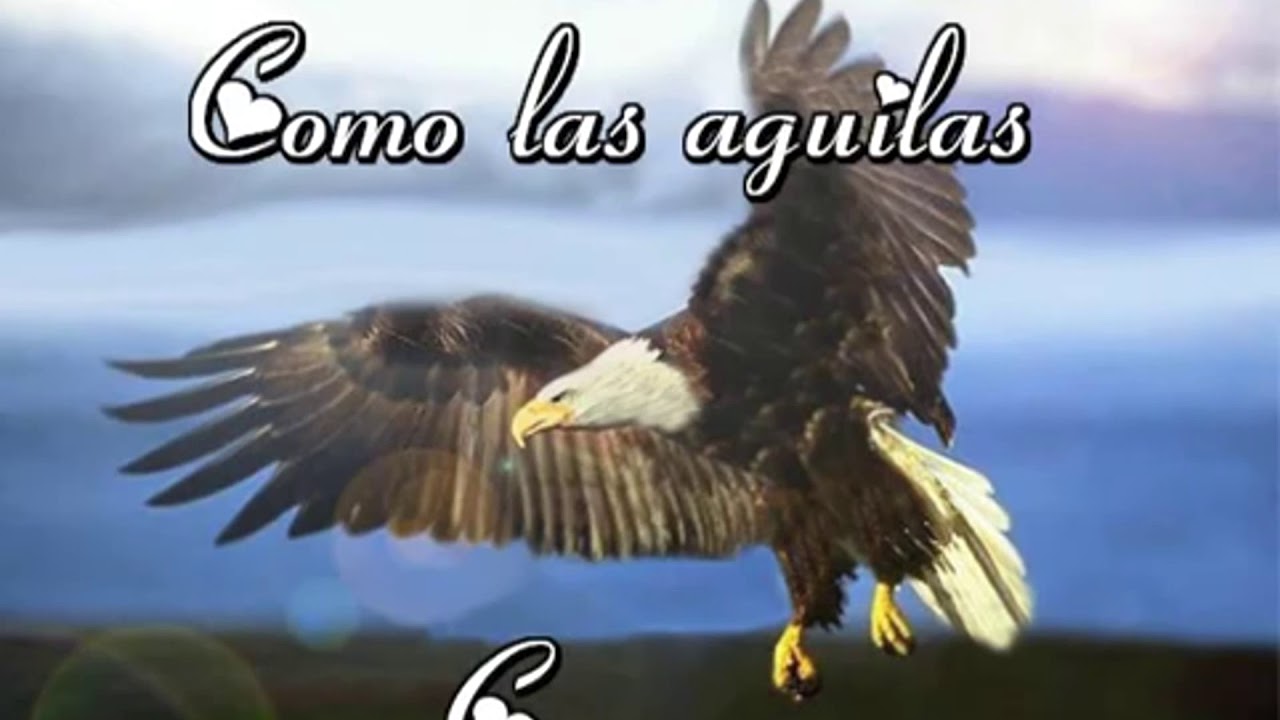 Como las aguilas Coro