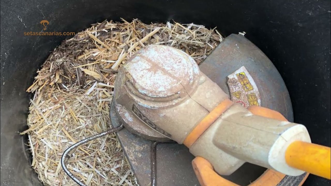 Como pasteurizar paja para cultivo de setas