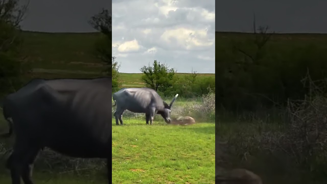 Content-inspired search Predation moment Wild animals Animal world Fantastic animals on