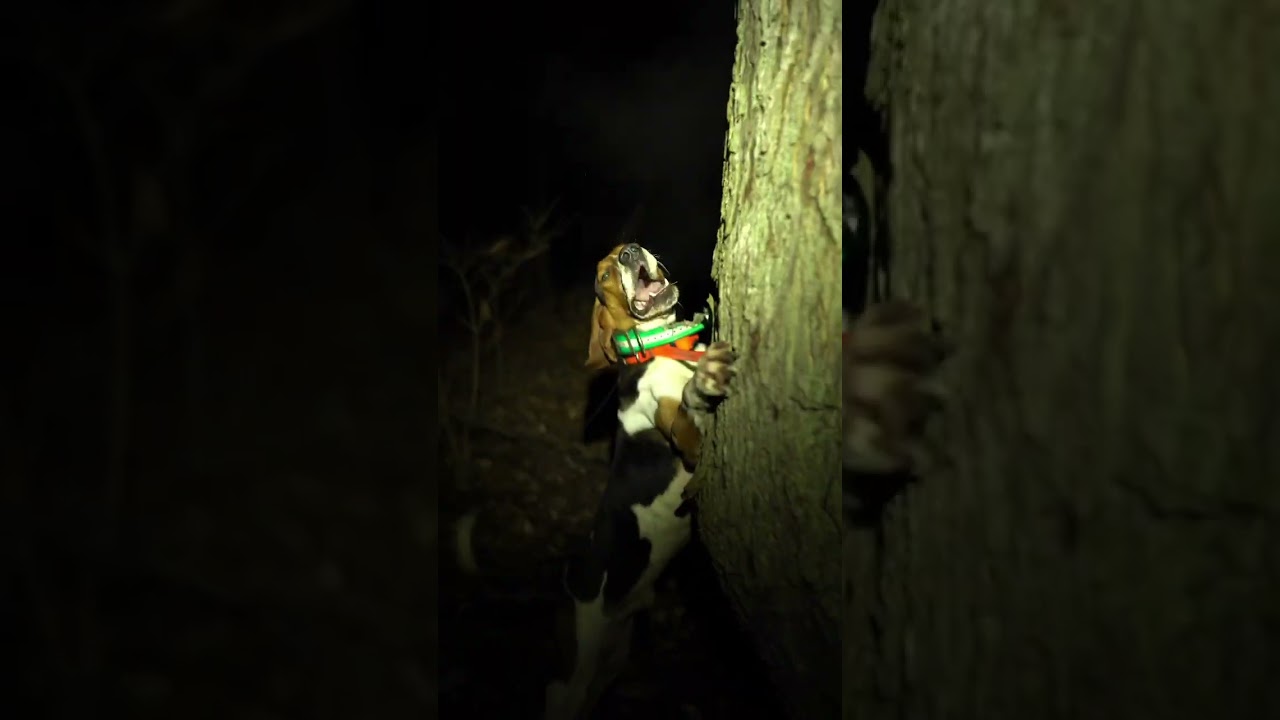 COON HUNTING! LISTEN TO THAT LOCATE!!!
