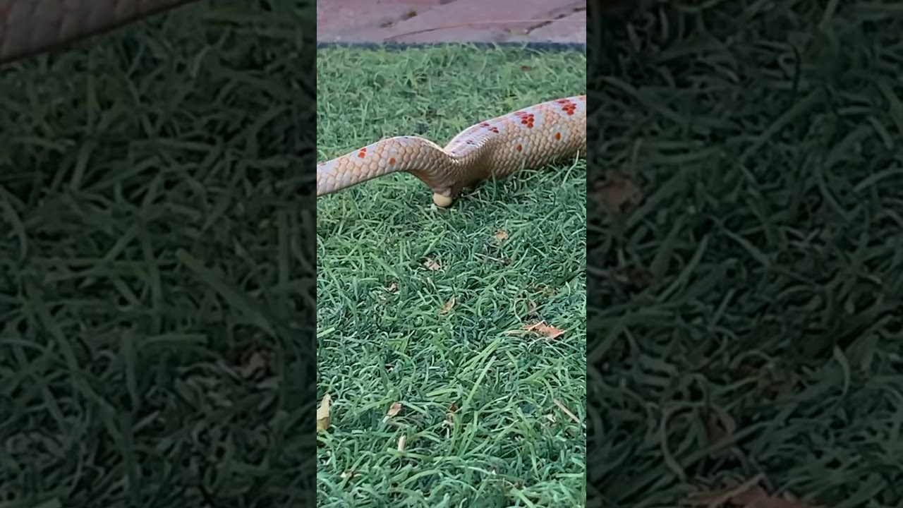 Corn snake pooping 💩🐍