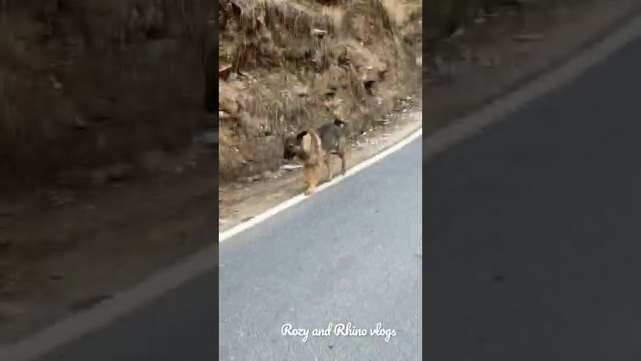 Couple caught in jungle
