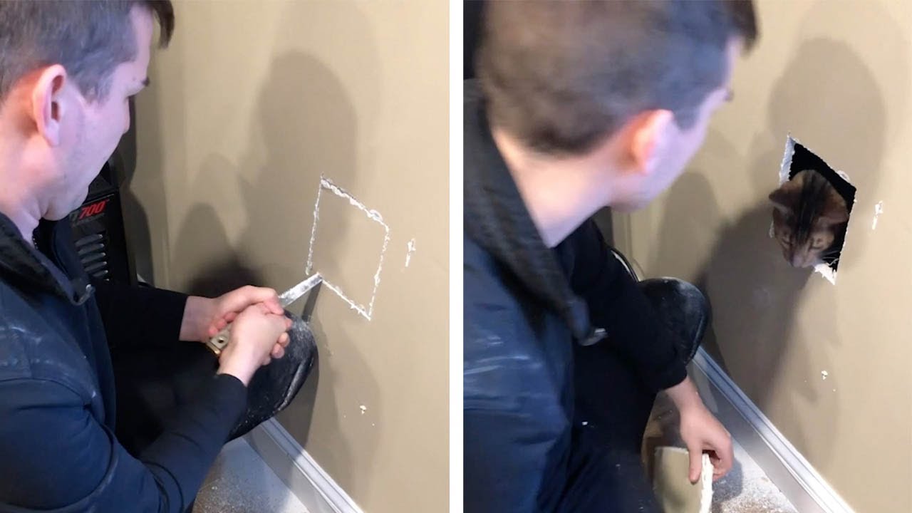 Couple Rescue Pet Cat Trapped Behind Wall