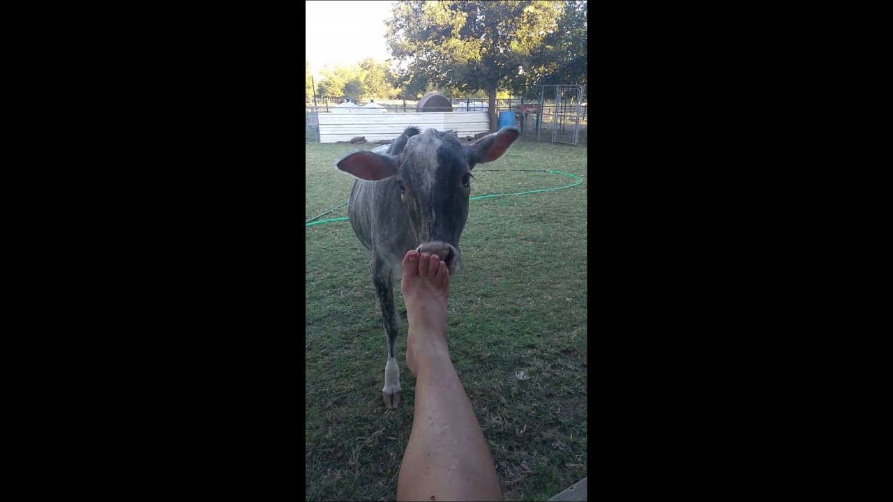 Cow 