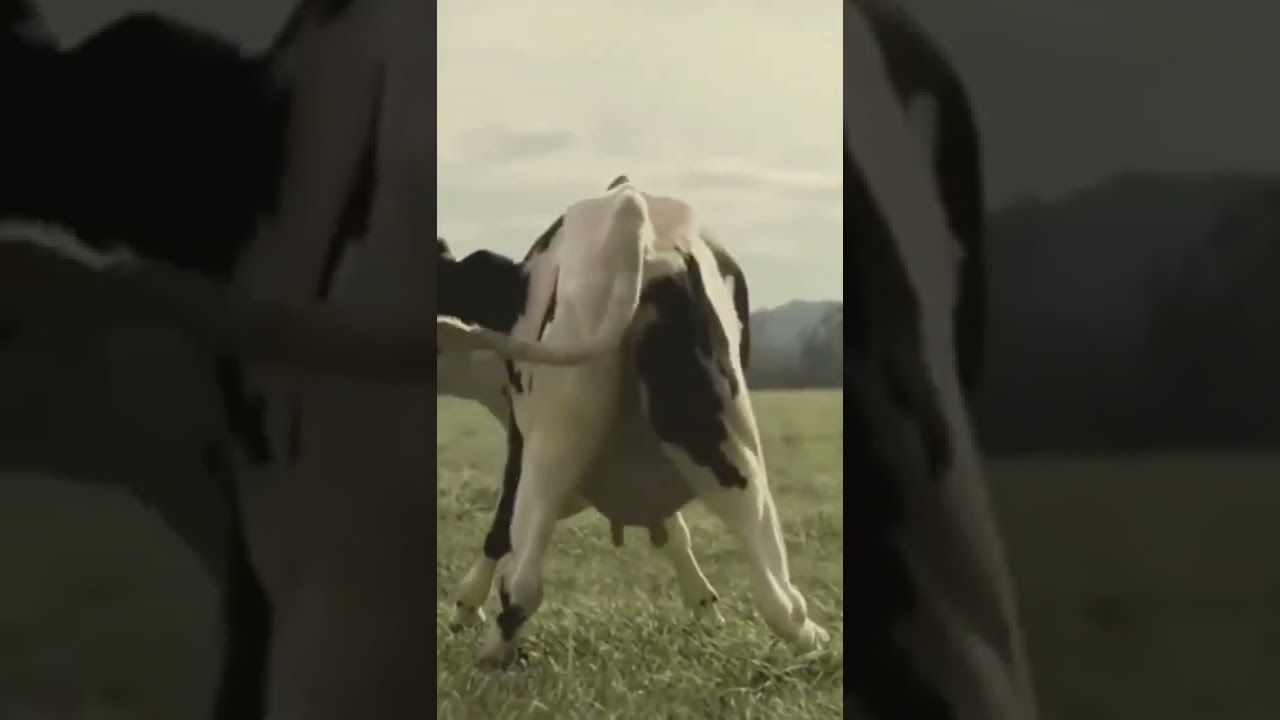 cow dance |funny vedio 🐄🐄🐄🐄|bestmoments scene #whatsappstatus