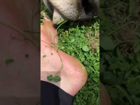 cow lick feet