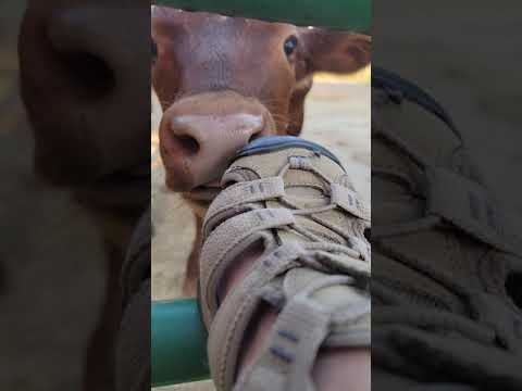 Cow Licking Sandals & Feet?  #FarmBreaks #shorts